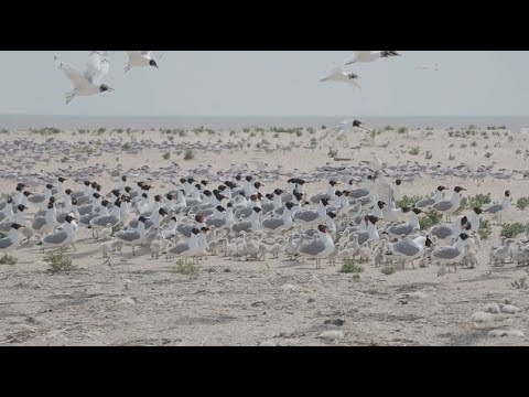 Увеличивается популяция краснокнижных птиц в Атырау