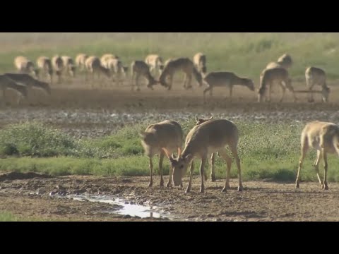 Отстрел сайги может начаться в сентябре