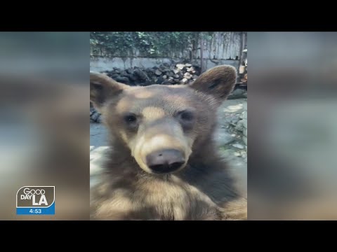 WATCH: Bears open car door of man with corned beef sandwich