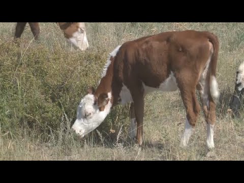 Сибирскую язву у КРС выявили в Костанайской области