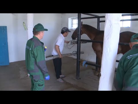 В 1,5 раза увеличили штат ветеринарной службы Костанайской области