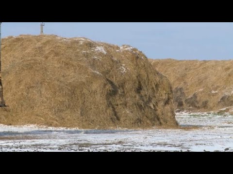 В районах Костанайской области сильно разнятся цены на сено