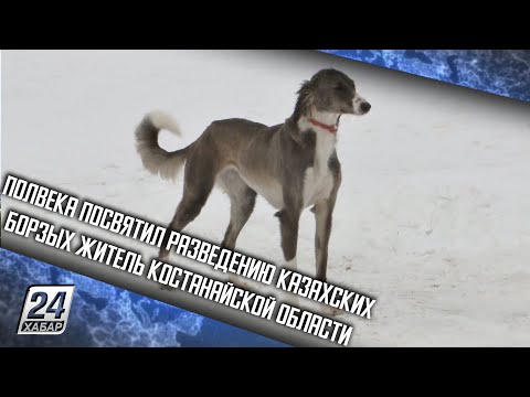 Полвека посвятил разведению казахских борзых житель Костанайской области