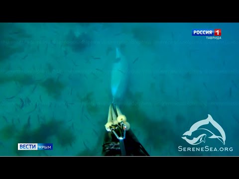 На дне Чёрного моря обнаружили кладбище дельфинов