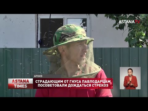 Страдающим от гнуса павлодарцам посоветовали дождаться стрекоз