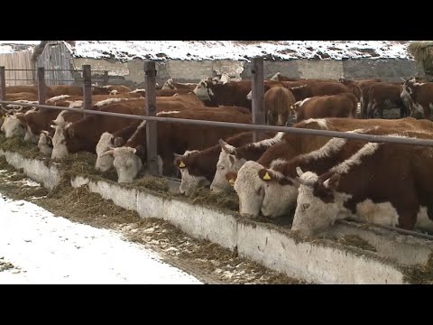 Производство молока и мяса птицы увеличат в Костанайской области