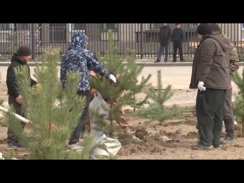 500 хвойных саженцев высадили в Аркалыке
