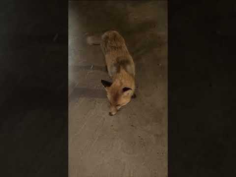 Дикая лиса напала на женщину в Костанайской области