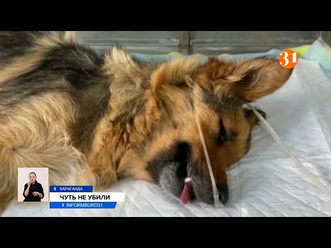 В Караганде дети спасли собаку, над которой издевались взрослые