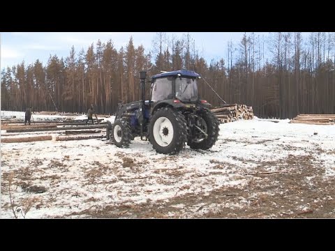 Сгоревший лес в Аманкарагайском районе продолжают спиливать и продавать