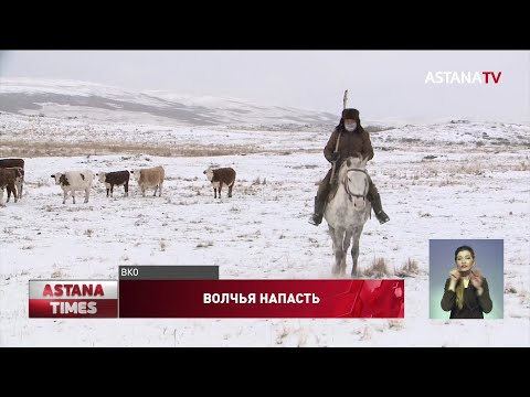 Голову напавшего на сельчан волка отправили на экспертизу