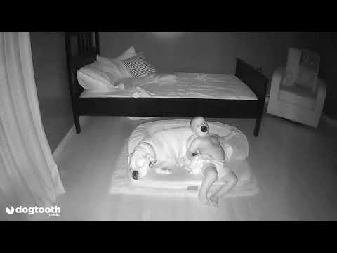 Toddler Sneaks Out of Bed to Curl Up With Dog || Dogtooth Media