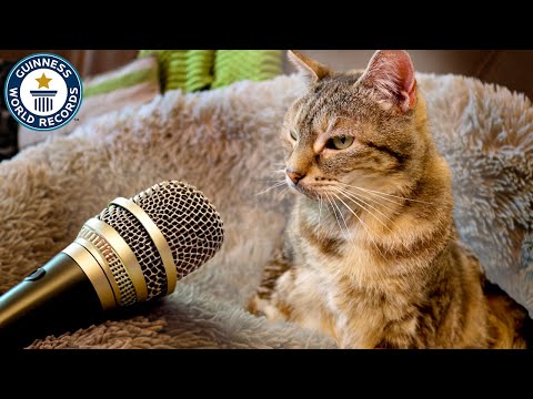 Loudest Purring Cat - Guinness World Records