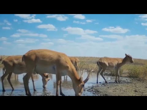 Костанайские аграрии спасают урожай от сайгаков