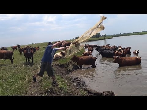 Забросы Кастинговой Сети под ЖОПЫ коров. Рыбалка Кастинговой сетью.