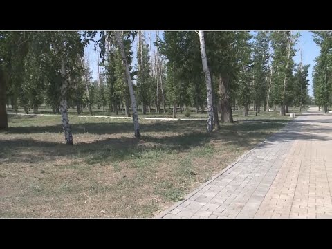 Подрядчика в Костанае обязали высадить 300 тысяч деревьев