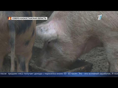Очуметь! Казахстан обороняется от африканской чумы свиней