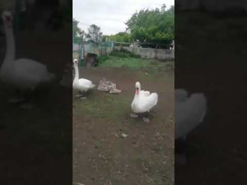 Лебеди зашли во двор сельчан в Сарыкольском районе