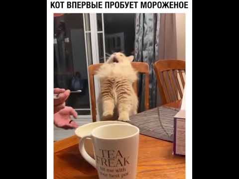 КОТ ВПЕРВЫЕ ПРОБУЕТ МОРОЖЕНОЕ!