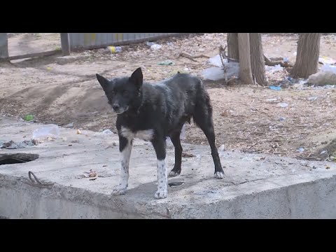 Ребенка с укусами животного нашли мертвым в Актобе