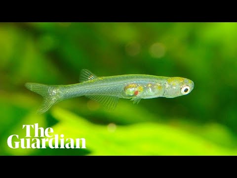 One of world’s smallest fish found to make sounds that exceed 140 decibels