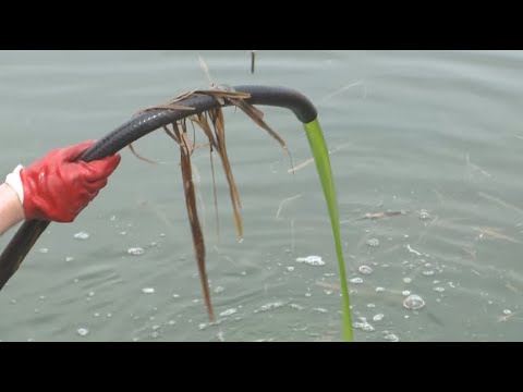 С помощью водорослей очистят озеро-накопитель в Костанае