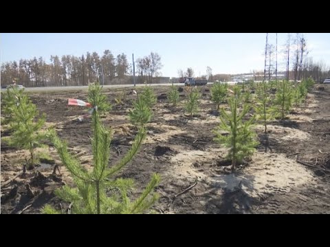 Эколог: Высадка деревьев в Костанайской области преждевременна