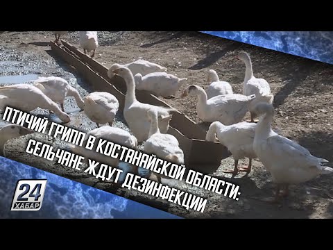 Птичий грипп в Костанайской области: сельчане ждут дезинфекции