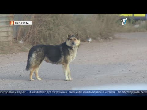 Живодёры забили гвозди в голову собаке