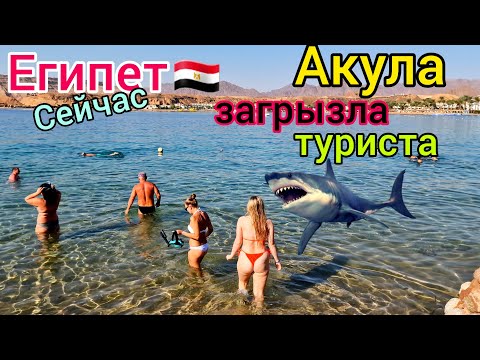 Акула СЪЕЛА туриста в Египте 🇪🇬 УЖАС на курорте Хургада❗️ Как это случилось? Что с АКУЛОЙ? Новости