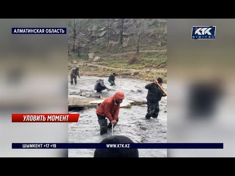 Голыми руками ловят рыбу после прорыва дамбы на Ворошиловском озере близ Алматы