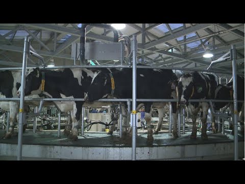 Молочно-товарных ферм стало больше в Костанайской области