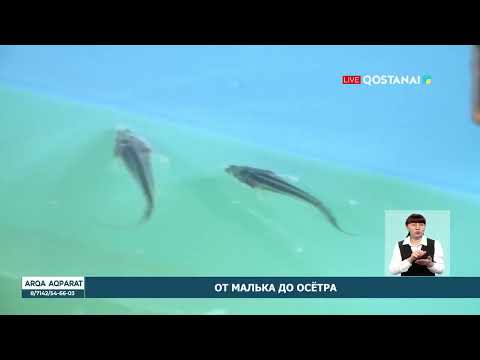 От малька до осётра