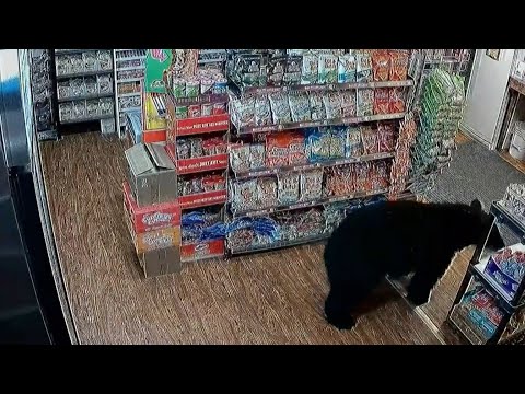 Bear strolls store in British Columbia before leaving with gummy bears