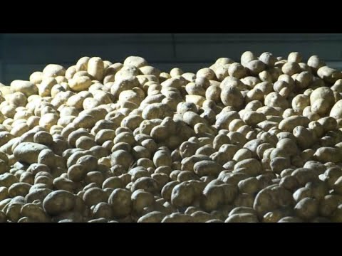 Костанайские фермеры вынуждены снижать цену на картофель
