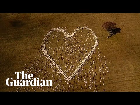 Australian farmer pays tribute to his aunt with help of sheep