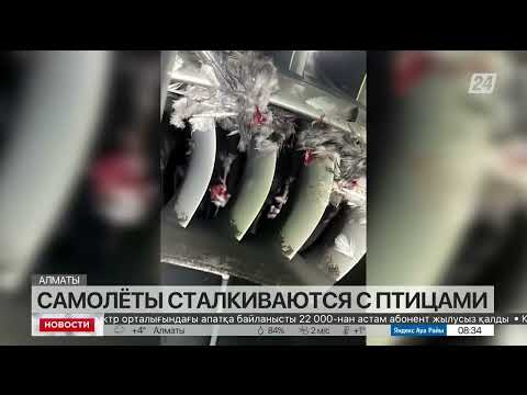 34 столкновения самолетов с птицами произошло в аэропорту Алматы