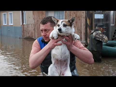 Волонтеры массово вывозят животных их затопленного Петропавловска