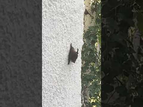 Летучие мыши, Костанай