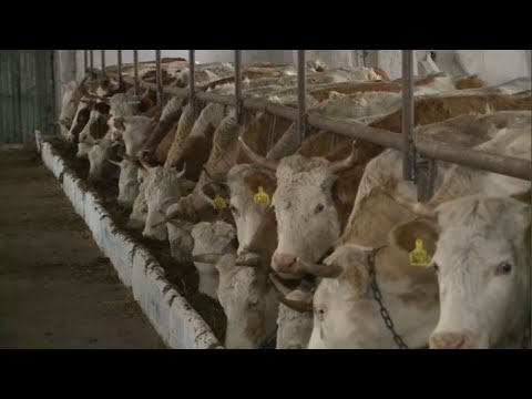 Шесть молочно-товарных ферм строят в Костанайской области