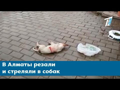 В Алматы резали и стреляли в собак