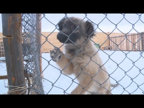 2 млрд тенге требуется на содержание бродячих животных в Костанайской области