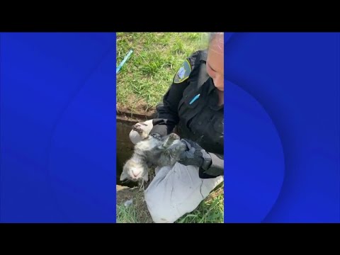 Crews rescue &#039;lucky&#039; kitty from Petersburg storm drain: &#039;She got it!&#039;