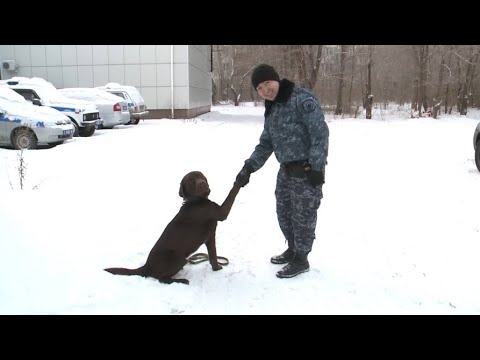 Собаки помогли раскрыть 450 преступлений в Костанайской области