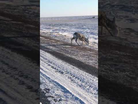 Косуля на трассе