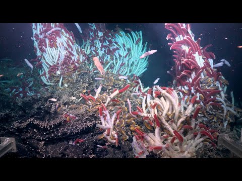Traveling through Vents | The Underworld of Hydrothermal Vents - Week 1