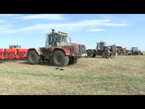 Костанайские аграрии увеличили площадь посевов масличных культур на 2 тысячи Га