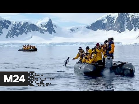 Пингвин запрыгнул в лодку, спасаясь от косаток: видео