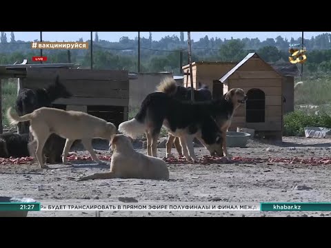 Уголовное дело за жестокое обращение с животным завели на жителя Тараза