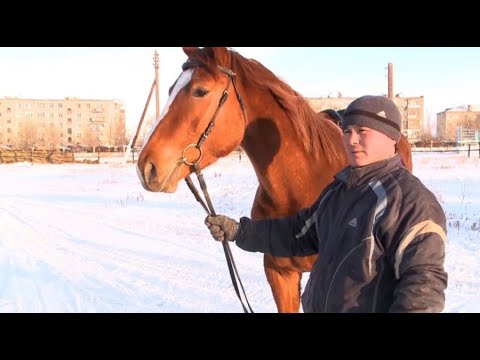 Конезавод в Костанайской области получит субсидии